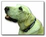 Oakland Raiders NFL Dog or Pet Collar Nice Heavy Duty Collar - Treat Your Pet!